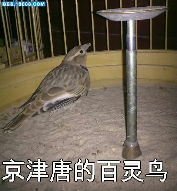 小鸟2号-001.jpg