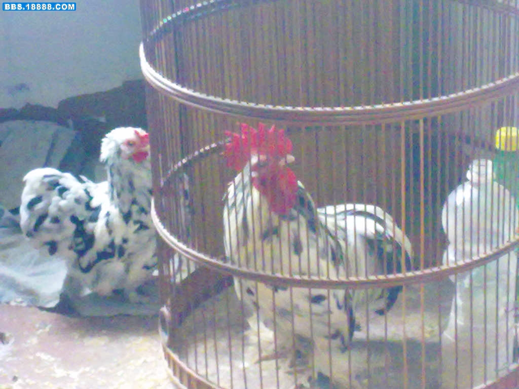 20091016063.jpg