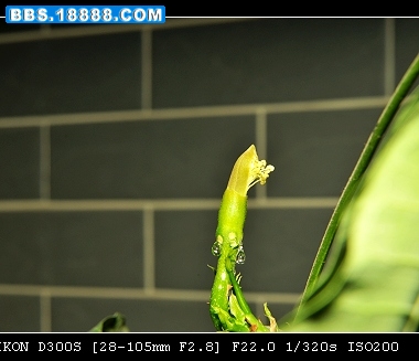 DSC_8467_nEO_IMG.jpg