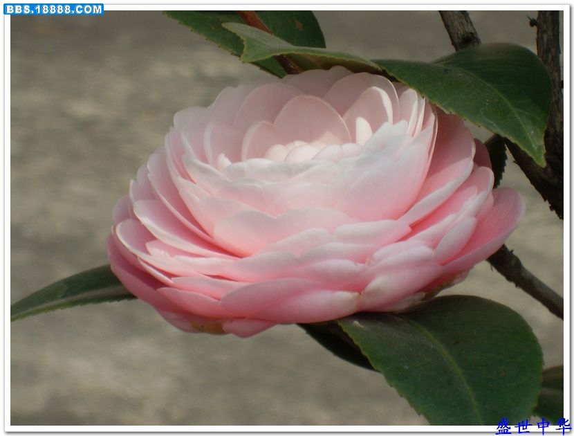nEO_IMG_SL380003.jpg