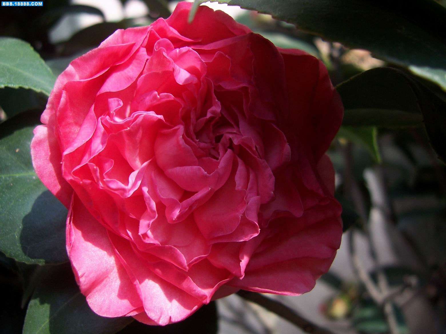 100_5938.JPG