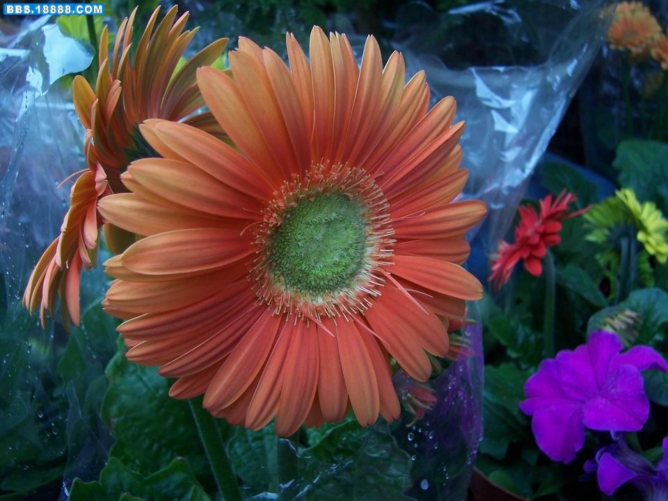 100_5980.JPG