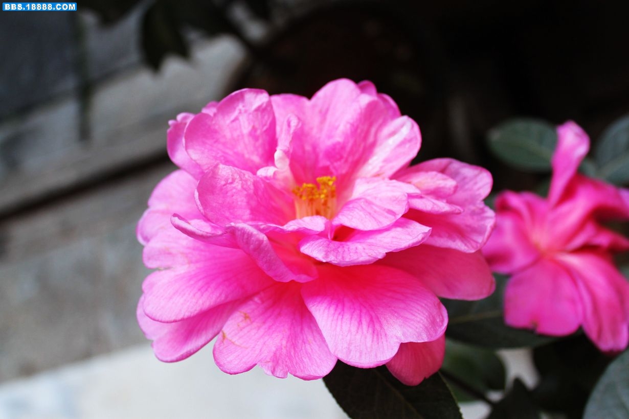 3茶花.jpg