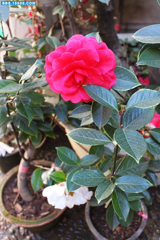 1茶花.jpg