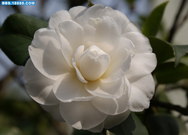 白茶花-雪塔-3.jpg