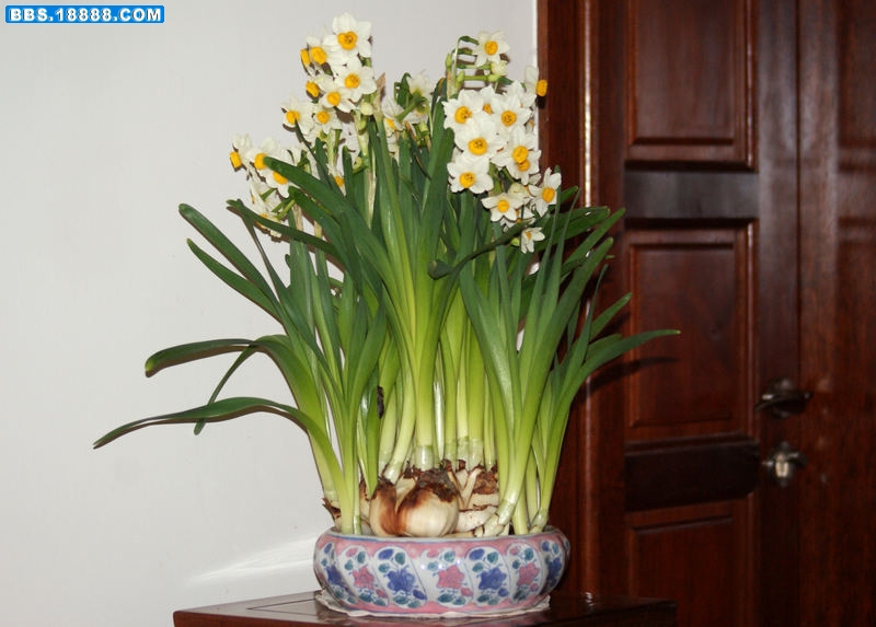 杂花-2.jpg