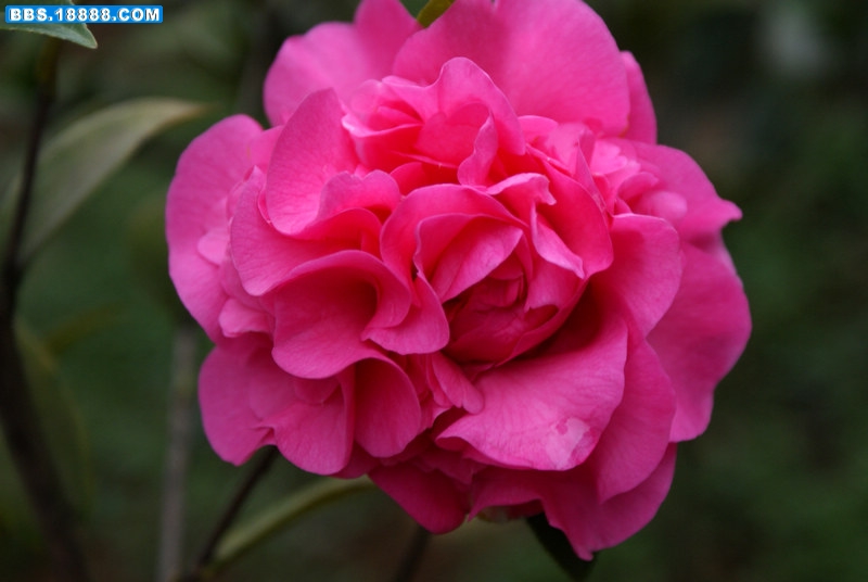 花露珍-2.jpg