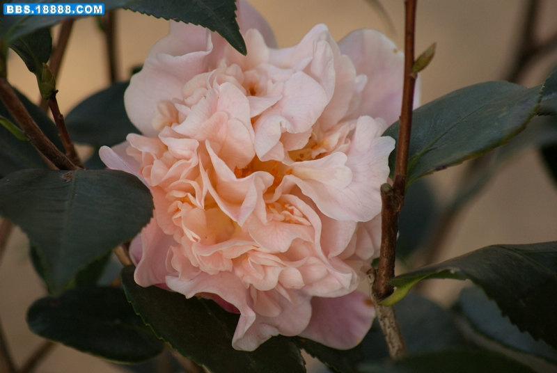 茶花-0.jpg