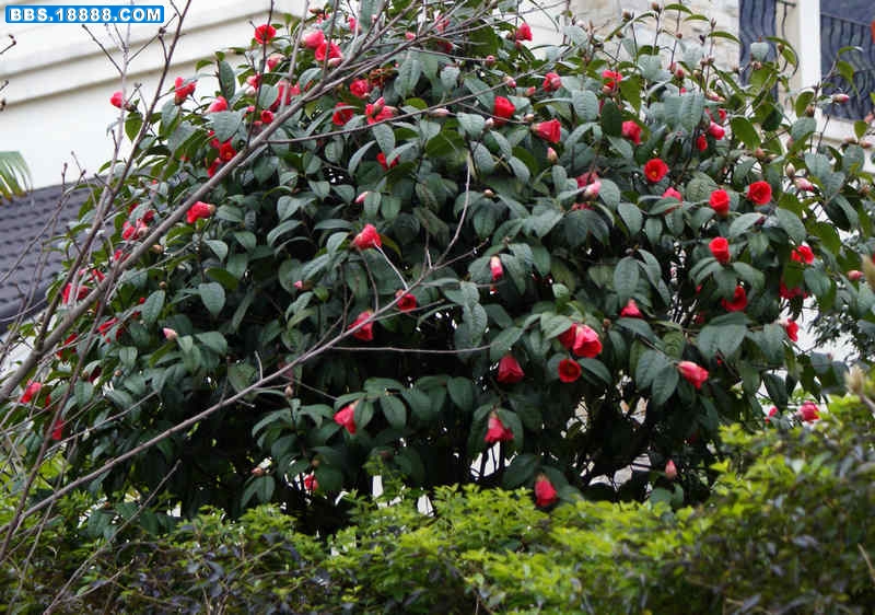 茶树-5.jpg