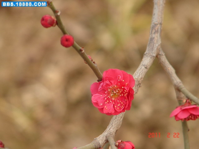 DSC07638_缩小大小.JPG