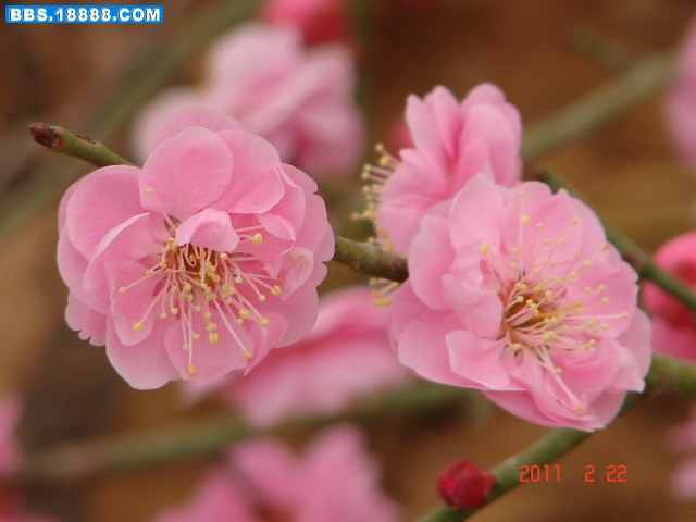 DSC07646_缩小大小.JPG