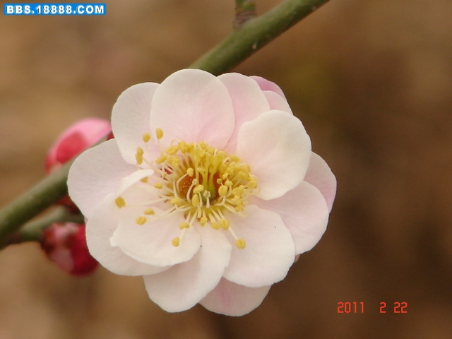 DSC07656_缩小大小.JPG