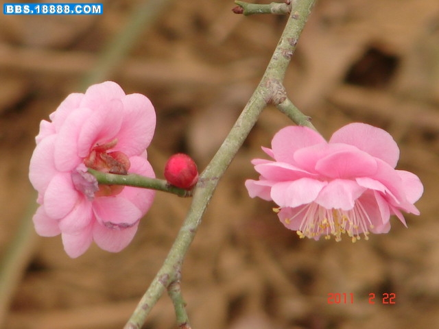 DSC07645_缩小大小.JPG