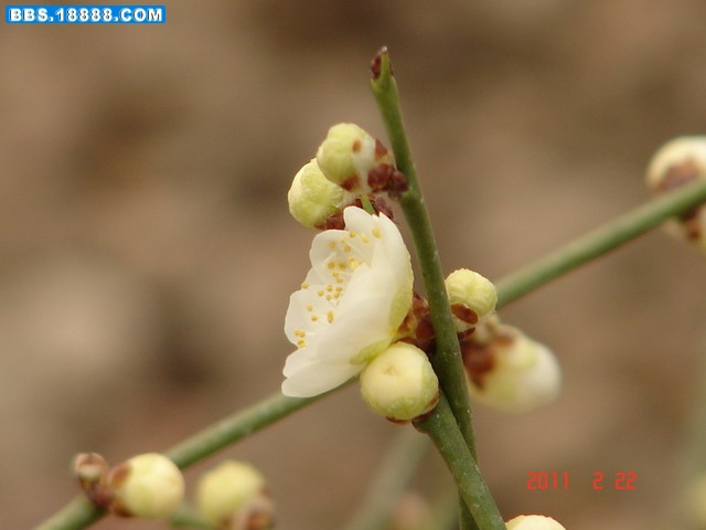 DSC07644_缩小大小.JPG