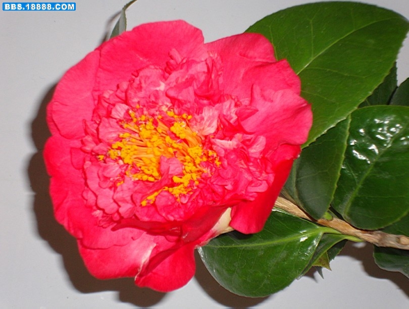 怒放的茶花3.jpg