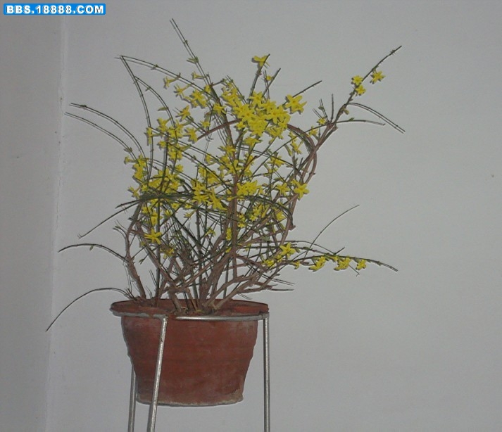 迎春花.jpg