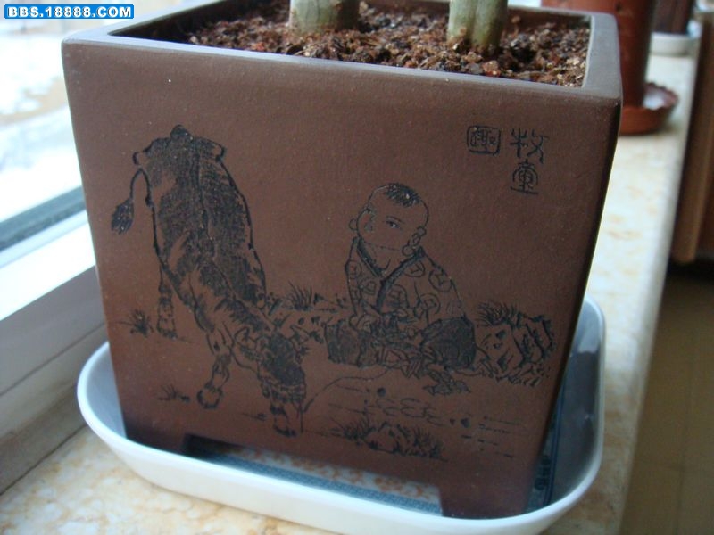 龙血树6.JPG