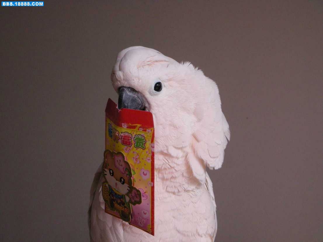 ＢＢ２０１１春节 044.jpg