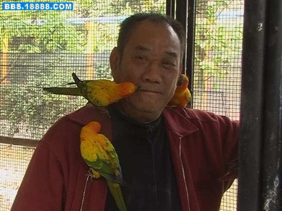 幼灰鹦鹉 029.jpg