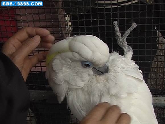 幼灰鹦鹉 011.jpg