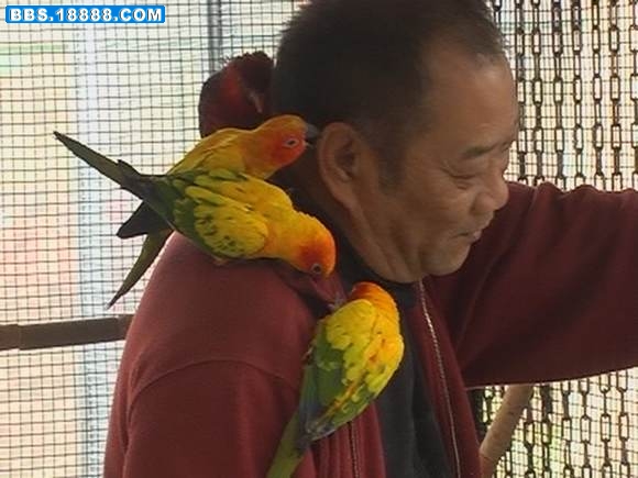 幼灰鹦鹉 032.jpg
