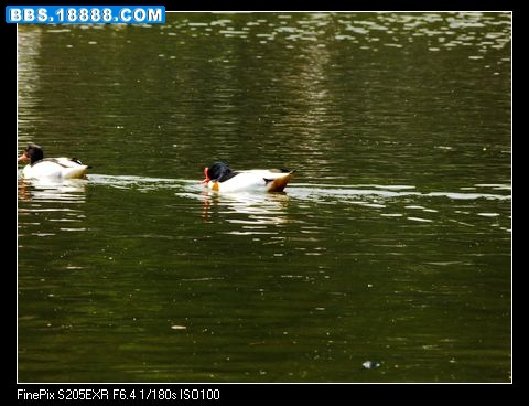 DSCF0418.jpg