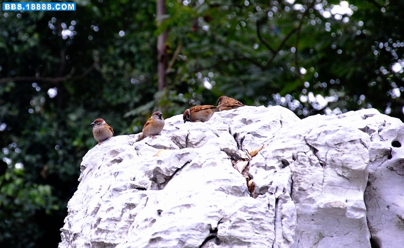 DSC_0233.JPG