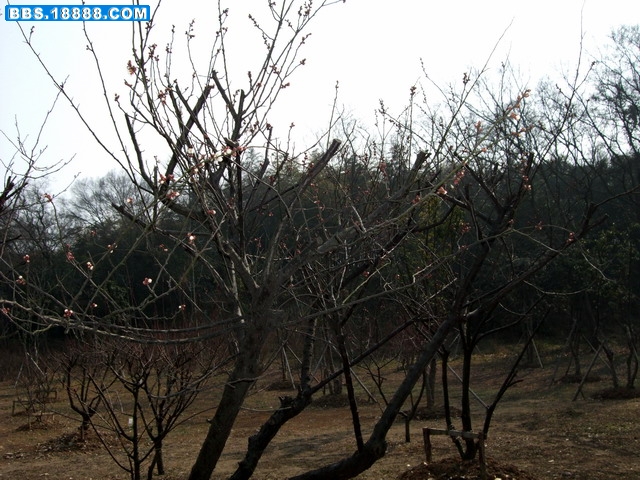 DSCF6135.jpg