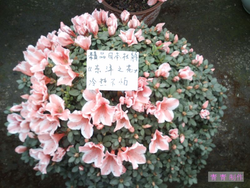 nEO_IMG_PICT1414.jpg