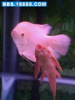 IMG1285A.jpg