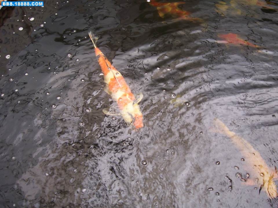 100_6013.JPG