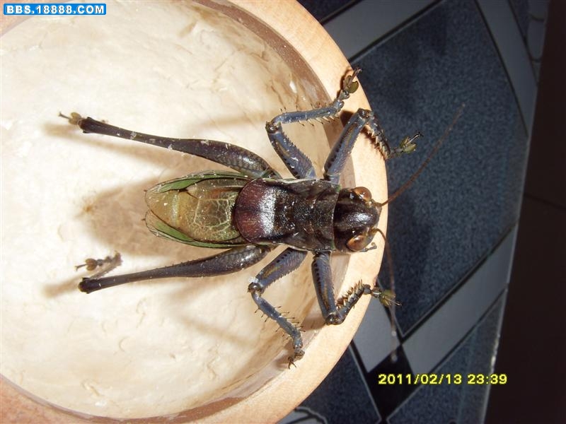 SDC13971.JPG