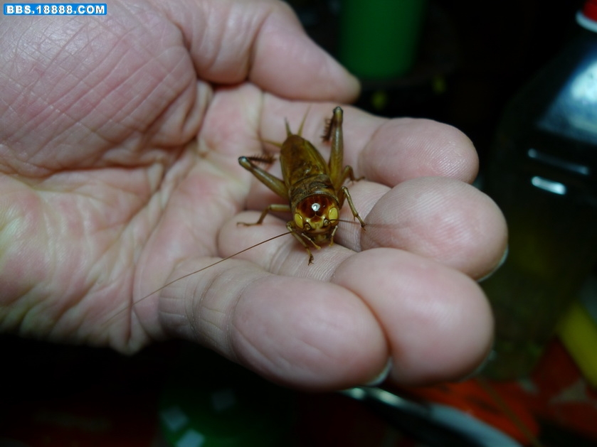 P1000745_调整大小.JPG