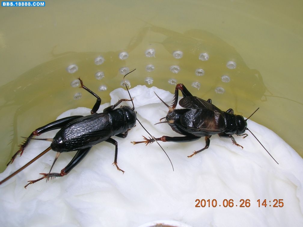 DSCN8669.jpg