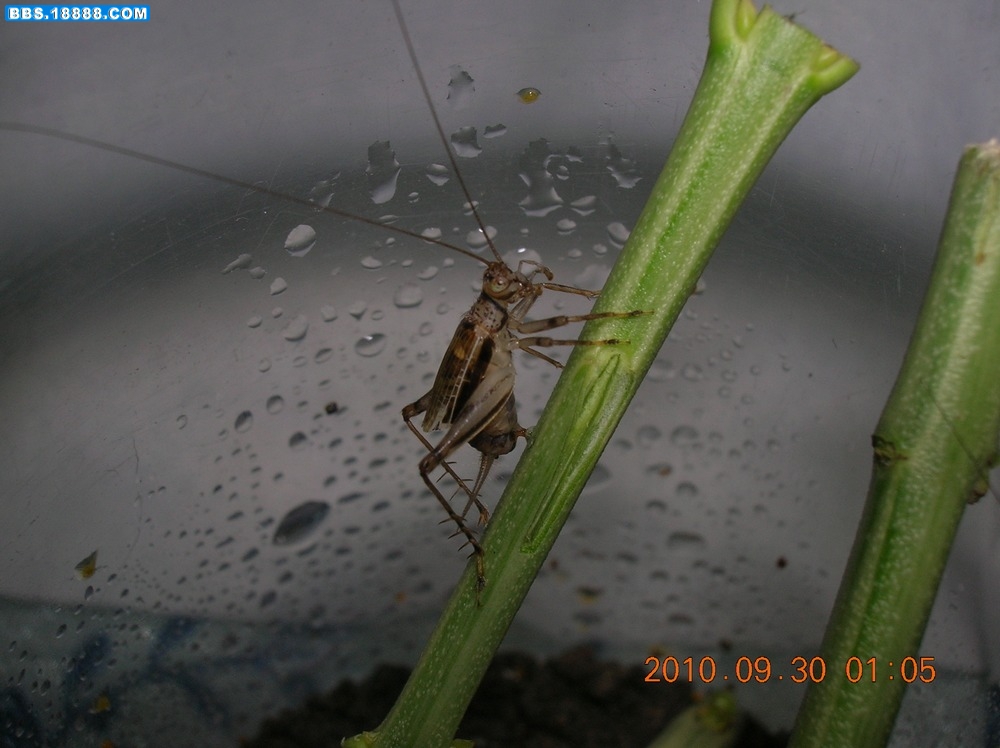 DSCN9625.jpg