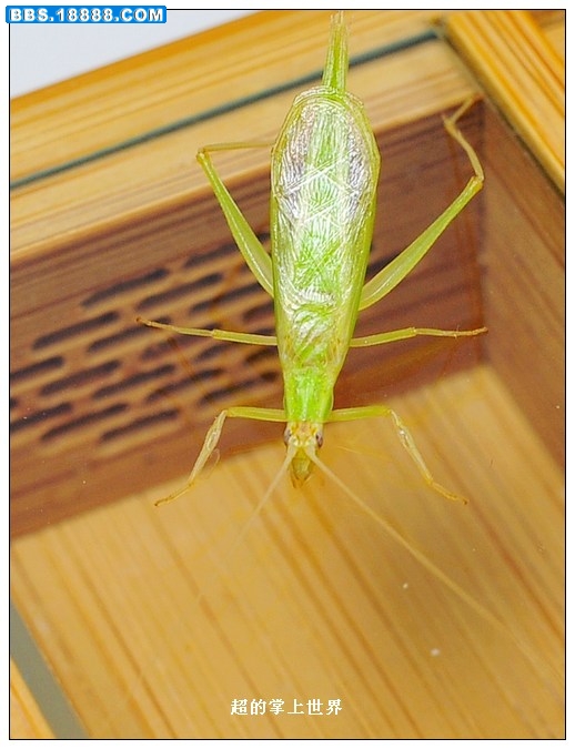 DSC_9087.jpg