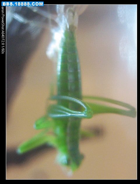 nEO_IMG_照片 037.jpg