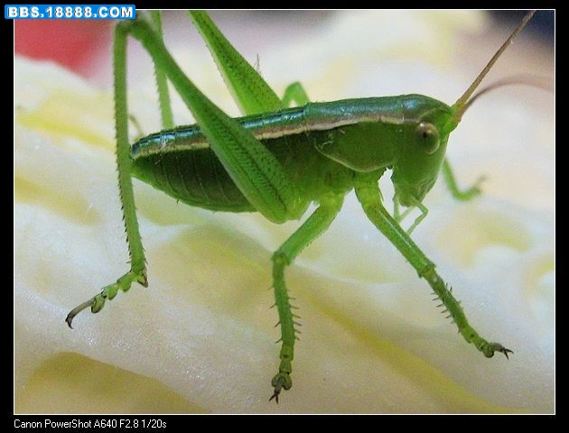 nEO_IMG_照片 034.jpg