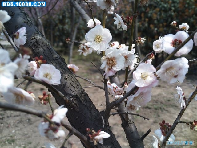 nEO_IMG_PICT3099.jpg