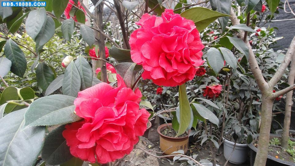 DSC00605.JPG