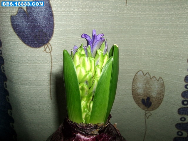 DSCF6054.jpg
