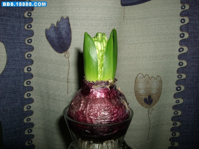 DSCF6019.jpg