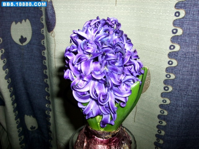 DSCF6342.jpg