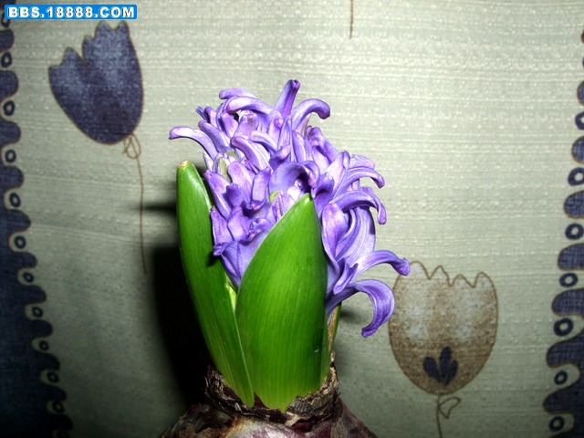DSCF6080.jpg