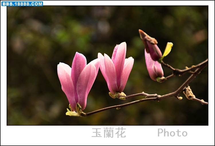 2011.3.15 028.jpg