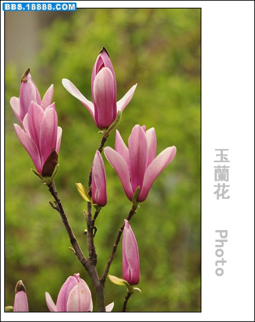 2011.3.15 001.jpg