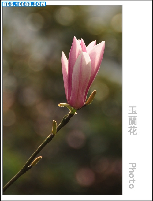 2011.3.15 086.jpg