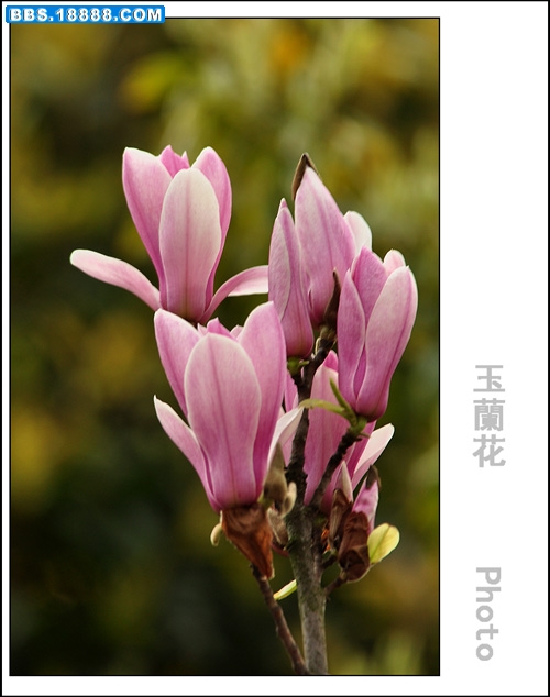 2011.3.15 007.jpg