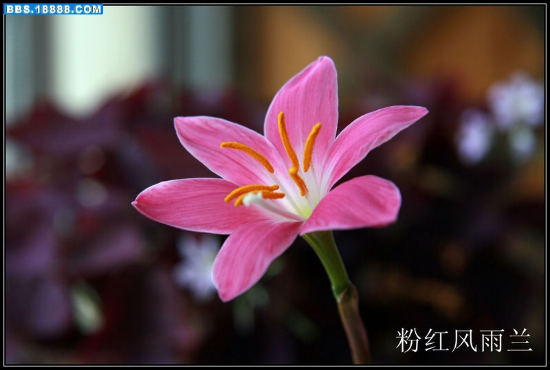 nEO_IMG_nEO_IMG_IMG_6588_副本.jpg