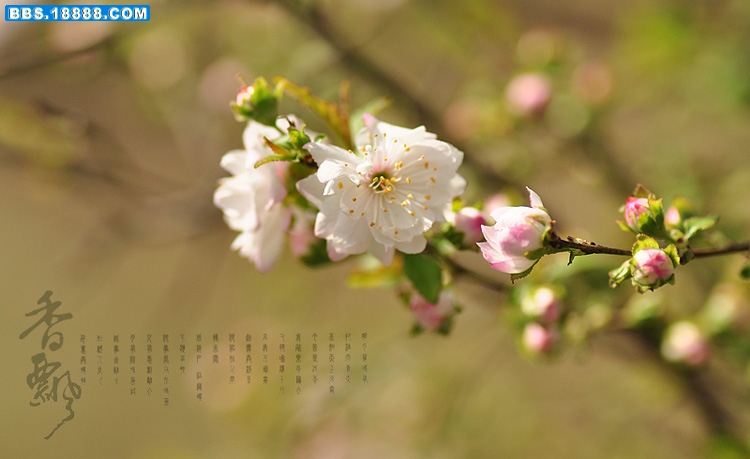 2011.3.17 073.jpg